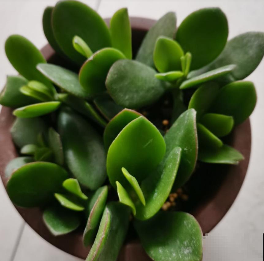 越养越升值的6种花，养花相当于赚钱，你养了吗？