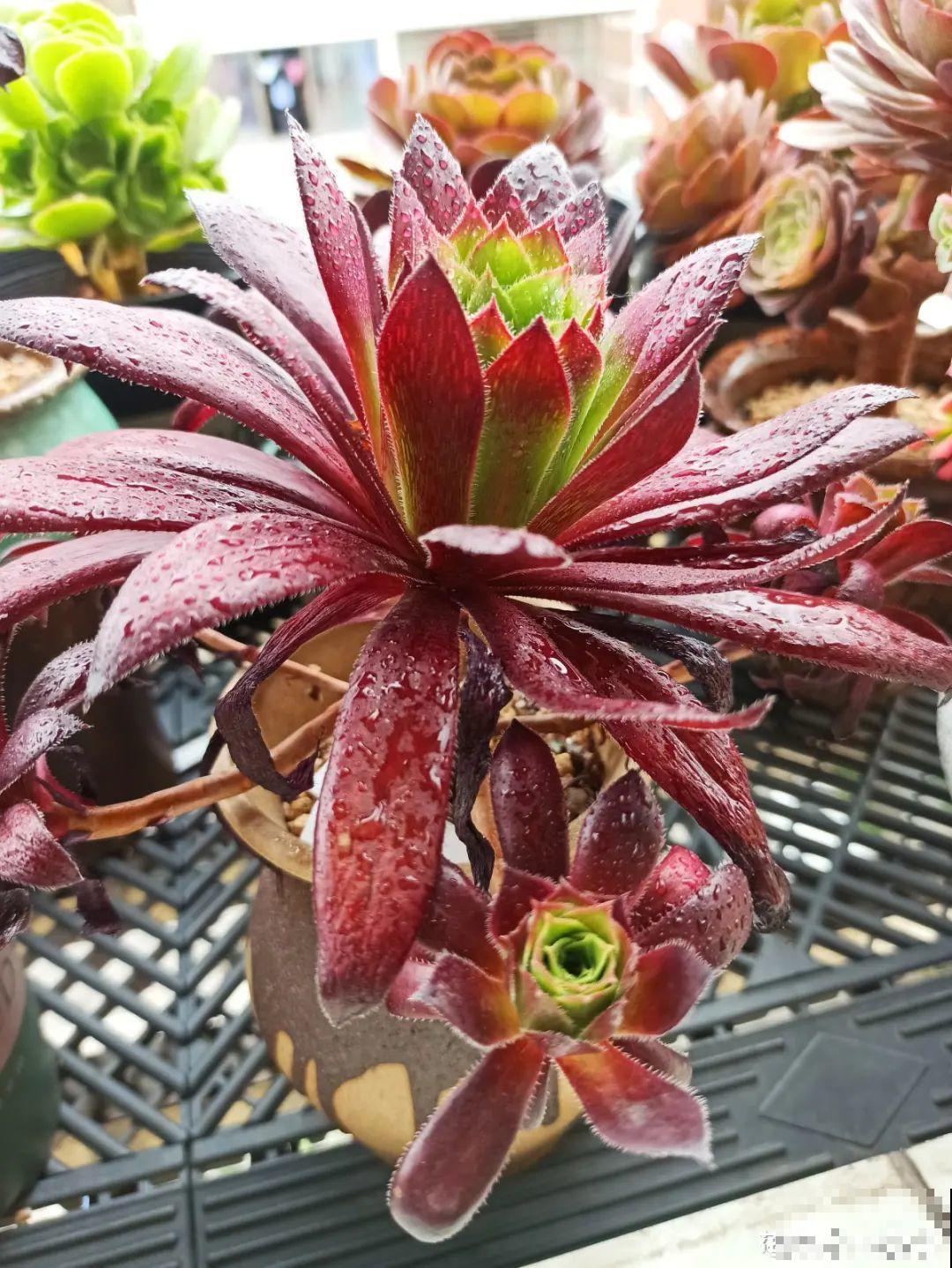 包邮区的多肉，1年就开挂了，完美逆袭
