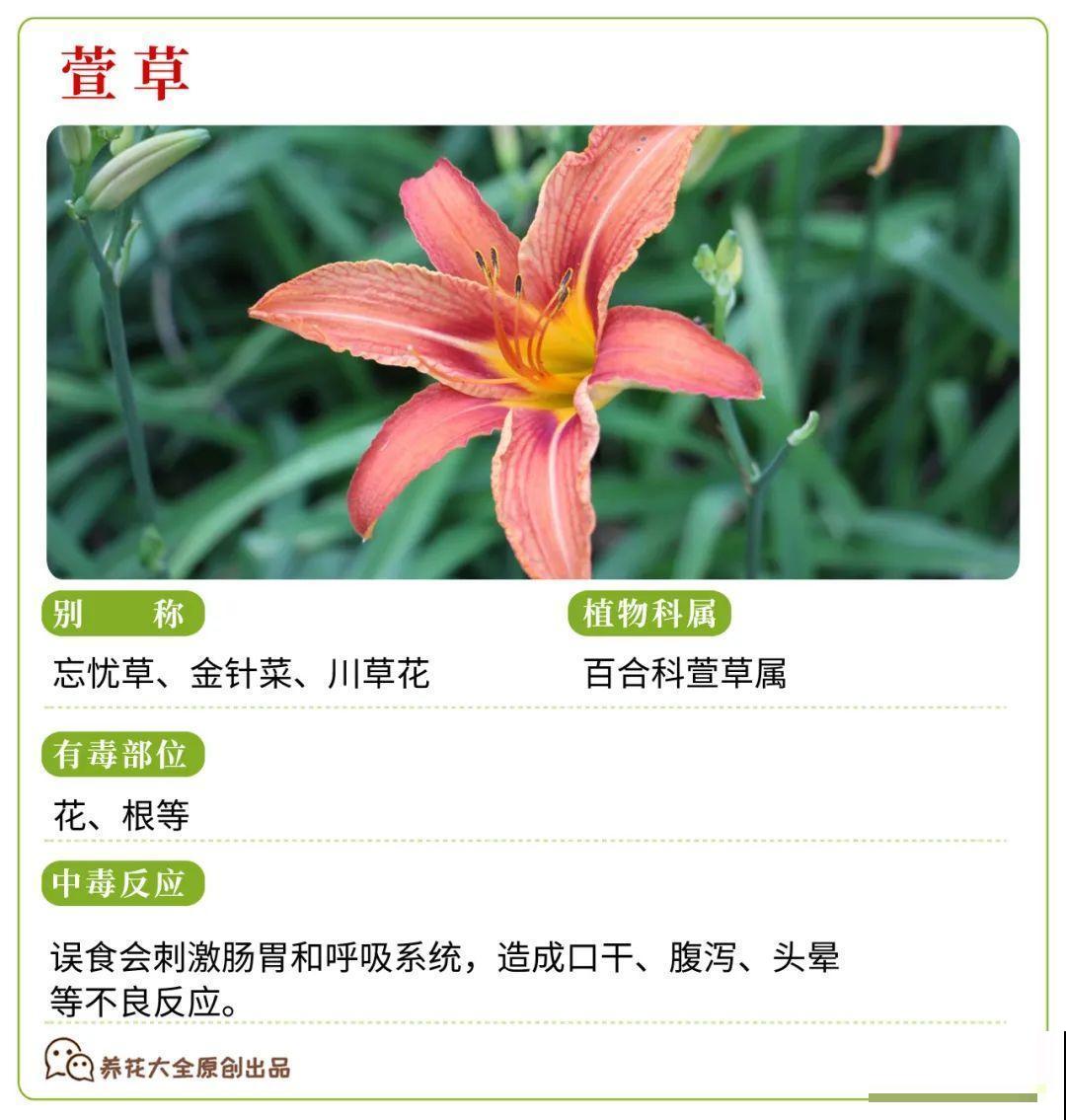 30种常见有毒花，很多人都在养，一定要小心养！