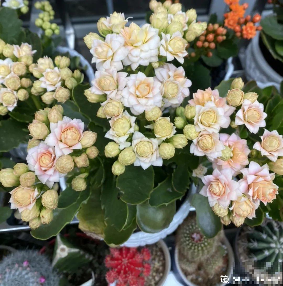 16种高颜值花，冬天耐寒不娇气，新手也能养爆盆