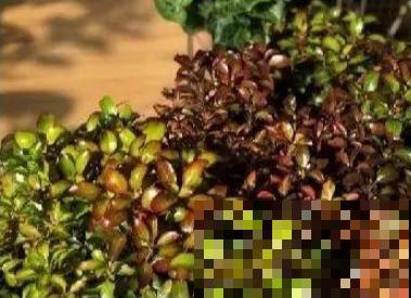 喜欢晒太阳的新西兰茜草，叶片一晒亮闪闪的，好看极了！