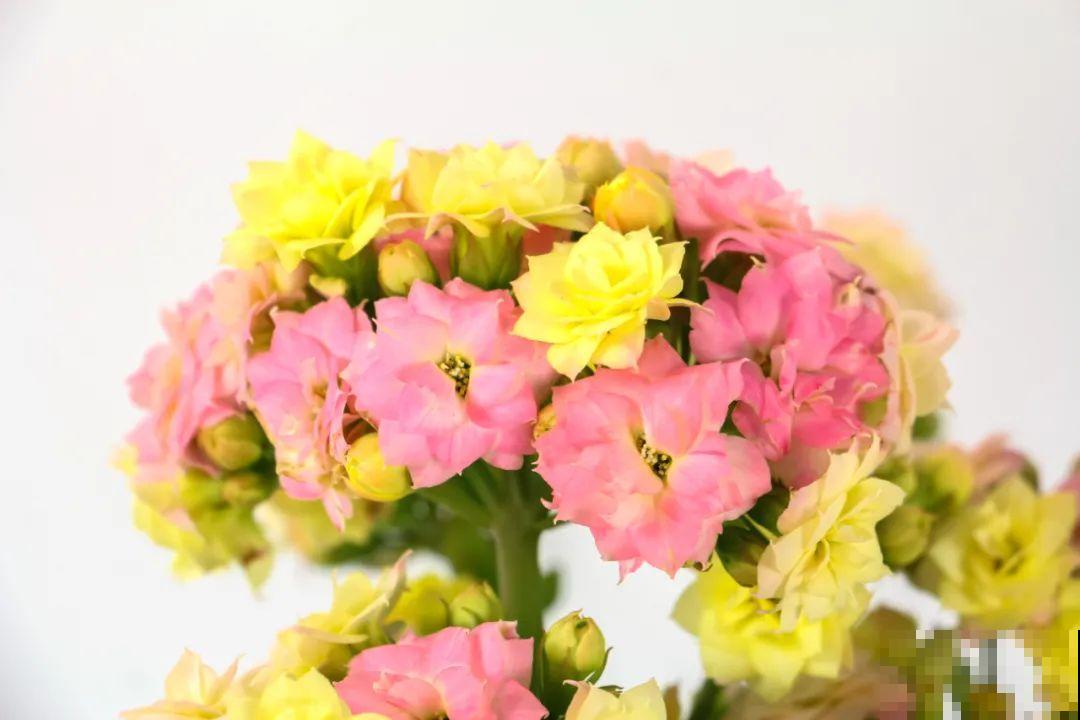 上万块的蟹爪兰，开花像烟花，养过的人不多