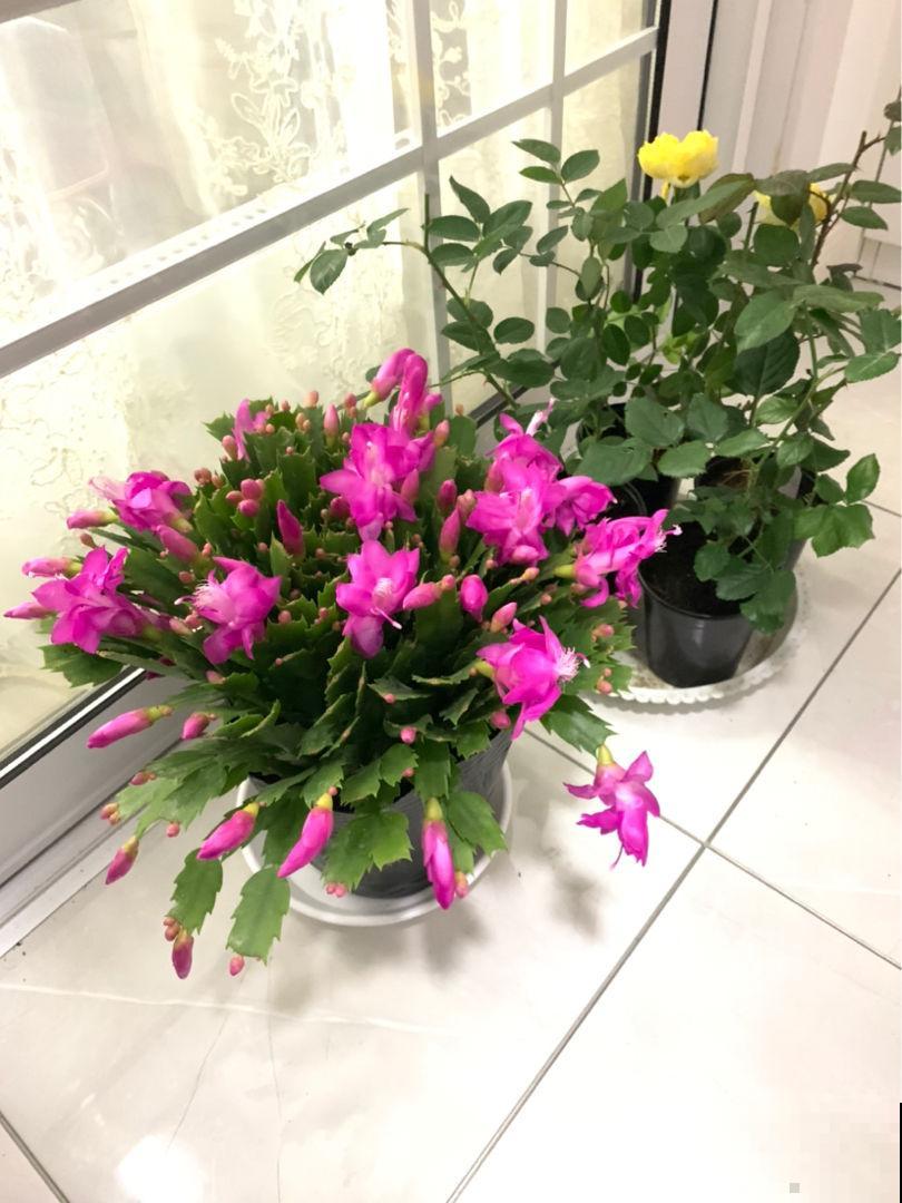 蟹爪兰是短日照花，日照时间越短，开花越早