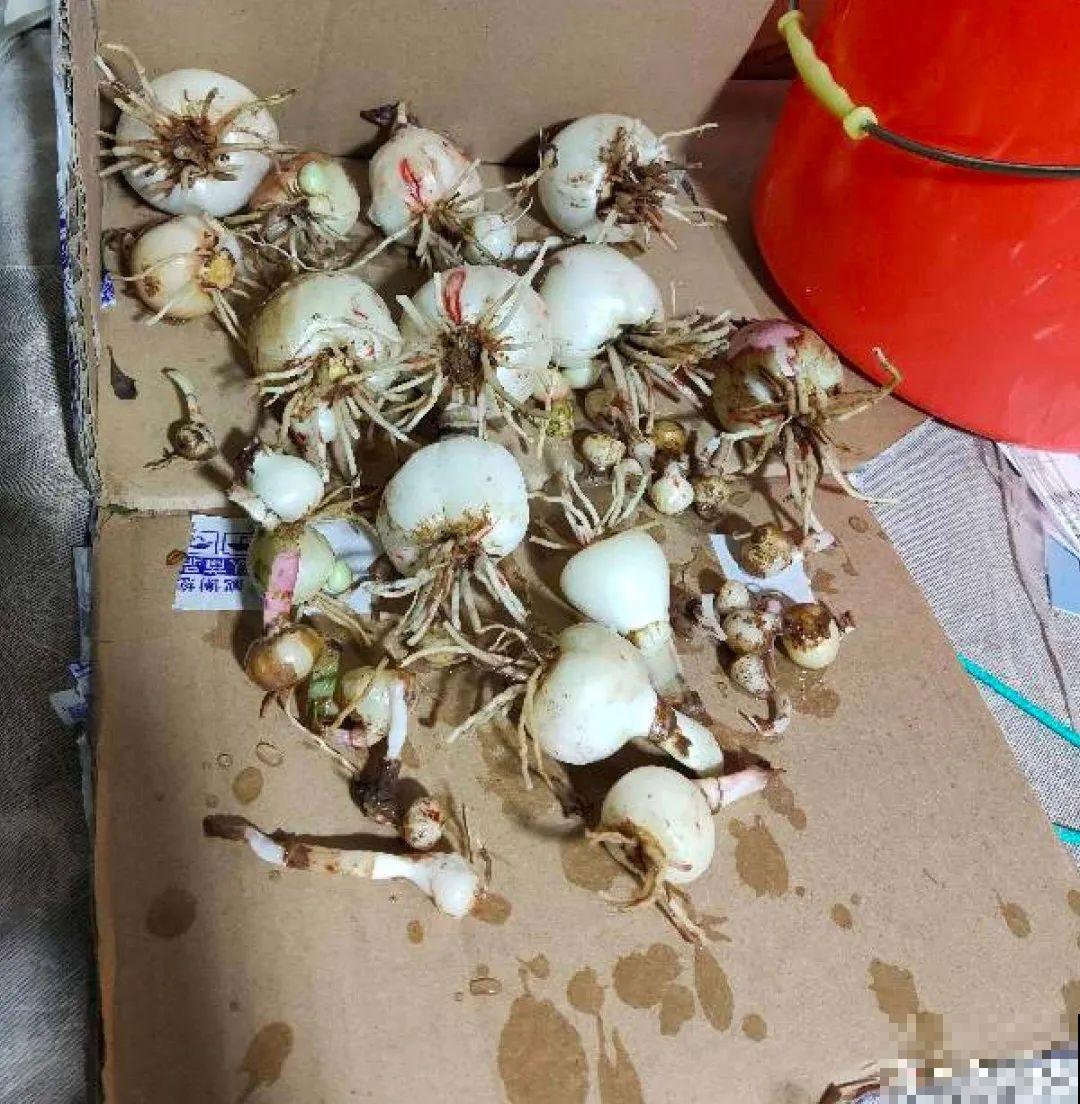 路边别人丢的大花盆，看着眼馋，好想捡回家