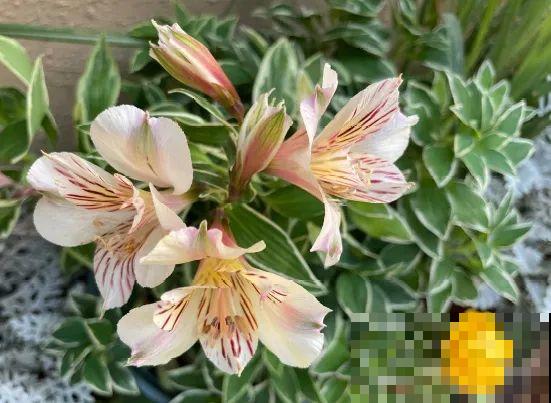 院子里挖了条小溪，做成水景美如画，看一整天也不烦