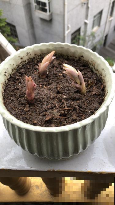 春天了,3种花要苏醒,准备修剪施肥浇水了! 春天了,3种花要苏醒,准备修剪施肥浇水了!