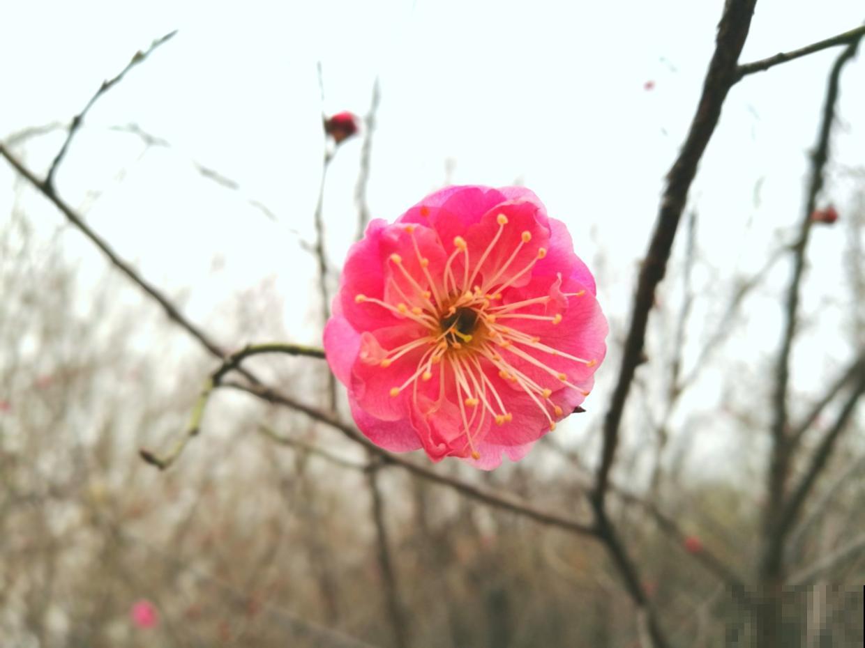 朱砂梅养护是难题？了解养护4要素，开花才能又多又鲜艳！