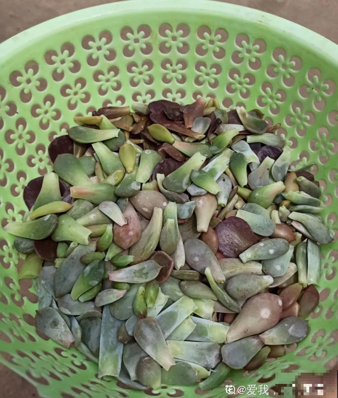 初春的多肉要撸叶子，重新扦插，能生好多盆