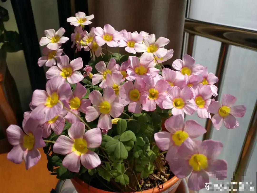 水仙要想开花,坚决不能长成高个子,不然今年没花看! 水仙要想开花,坚决不能长成高个子,不然今年没花看!