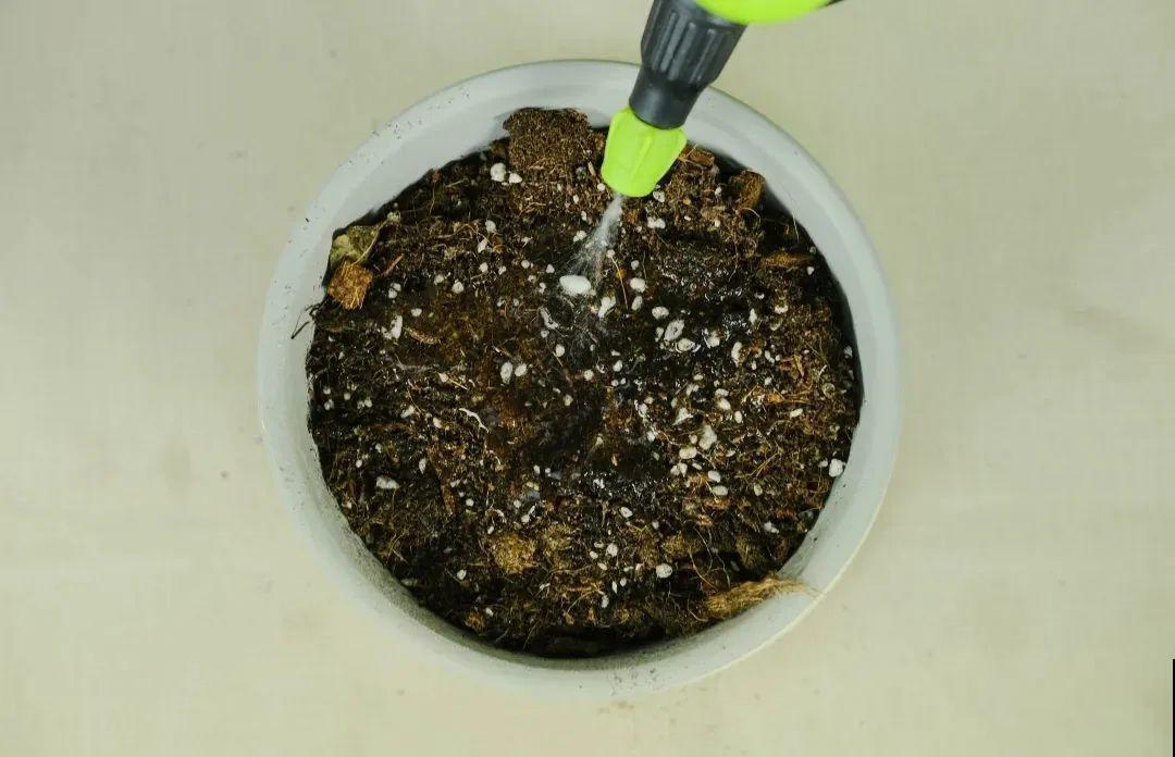唐菖蒲一个球，埋土里长到1米8，开花成串直冲天，过瘾