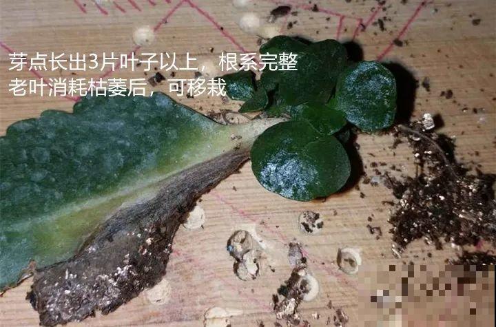 “过年花”开完，还能分10盆，每年都开花