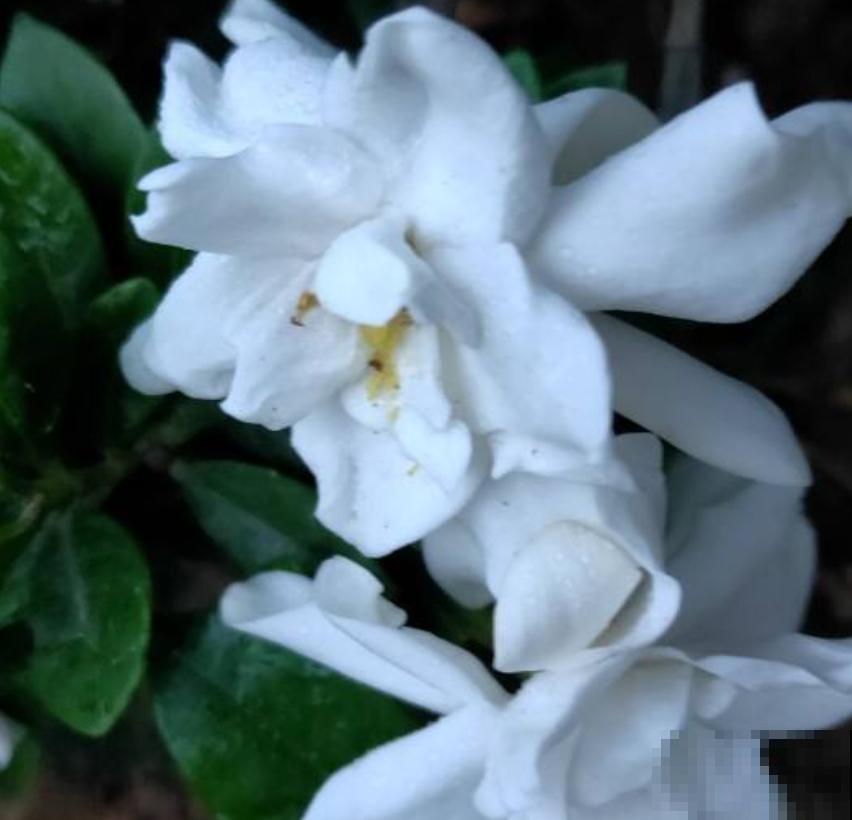 茉莉花安眠还提神，办公室里放一盆，又美又舒心！