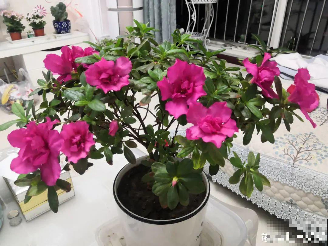 花还没开，花苞掉了一地，再不管就完了！