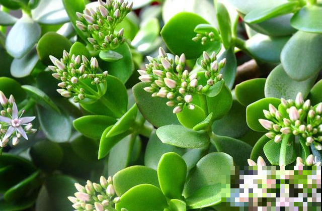 玉树这么养，做好这4个小细节，轻松养成“传家宝”！