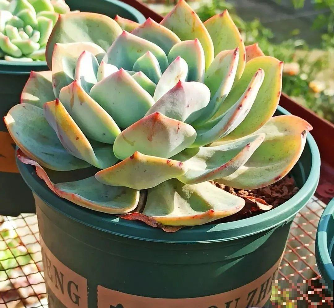 多肉养在大盆里,就是豪横霸气,棵棵大得像白菜 多肉养在大盆里,就是豪横霸气,棵棵大得像白菜