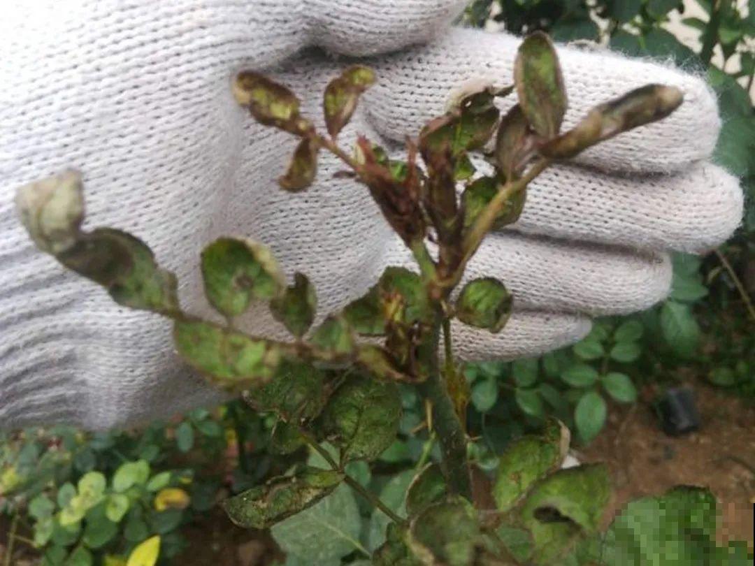 惊蛰之后，小虫乱飞，教你16种杀虫方法