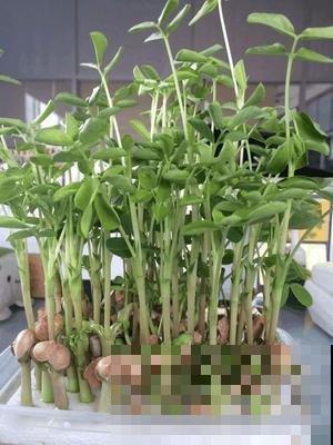 手把手教你在家种花生,学会再也不用买了,好吃又好看! 手把手教你在家种花生,学会再也不用买了,好吃又好看!