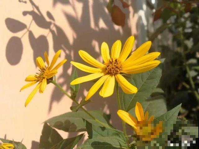 厨房常见的调味品，居然是花，长知识了！