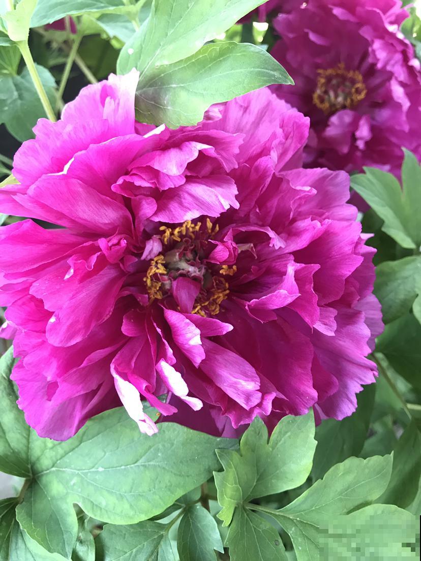 还分不清芍药和牡丹?了解这5点,教你轻松辨别! 还分不清芍药和牡丹?了解这5点,教你轻松辨别!