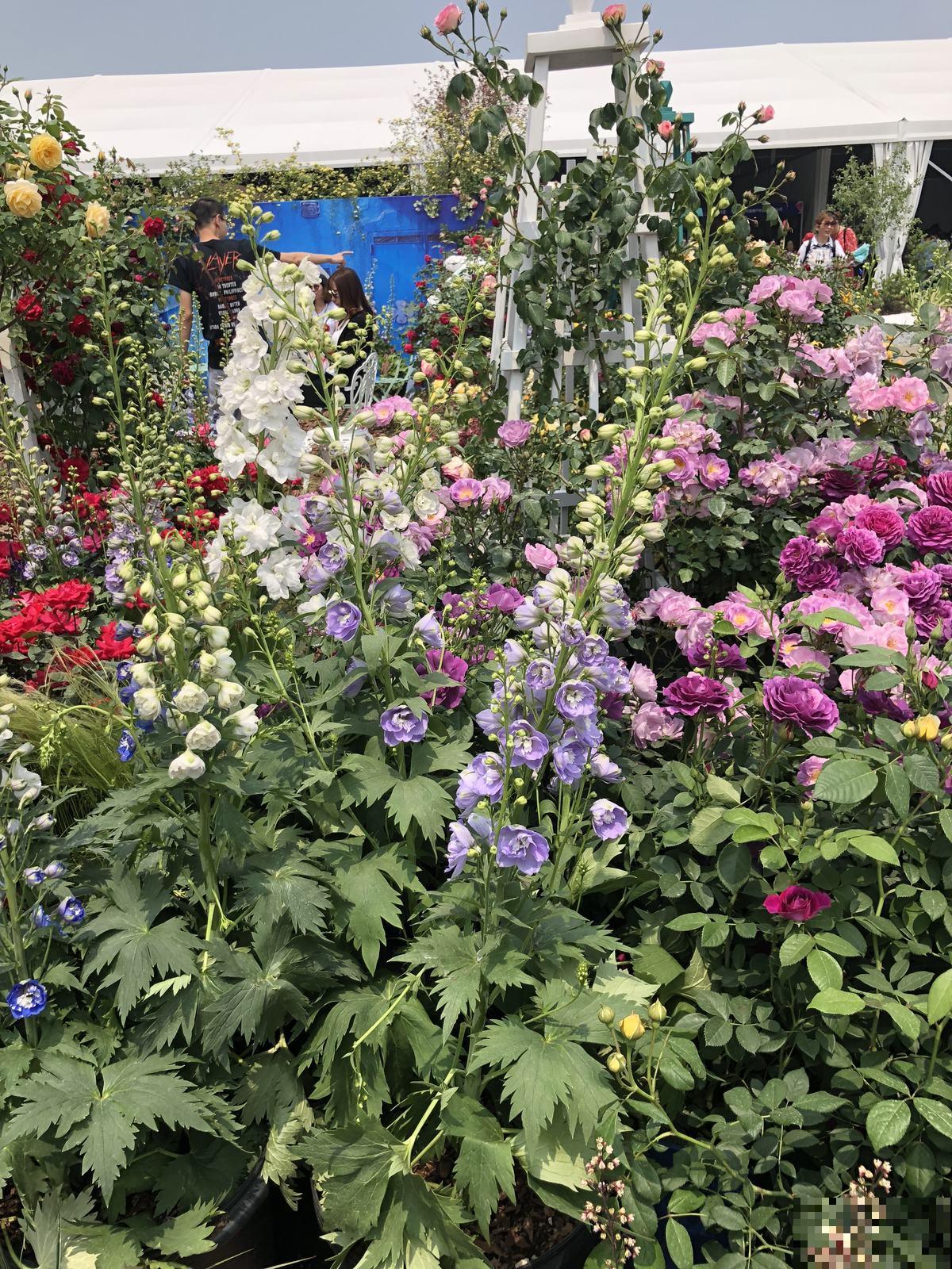 飞燕草适应能力超强，耐寒又耐旱，4个要点教你开花更美！