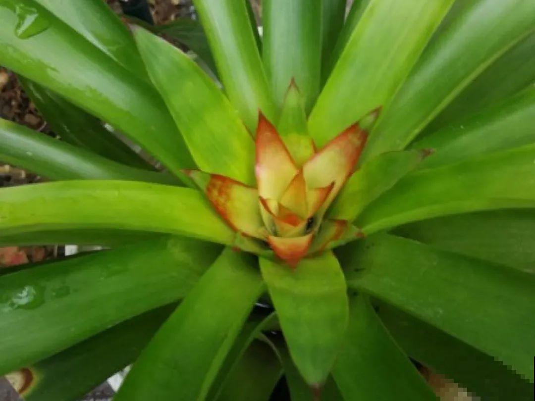 百合开花不是一次性，开完要施肥，1盆能生20盆