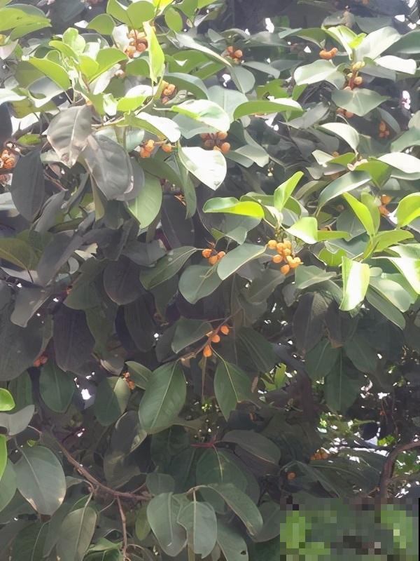 橡皮树也能开花？听说开花有好兆头，真是长见识了