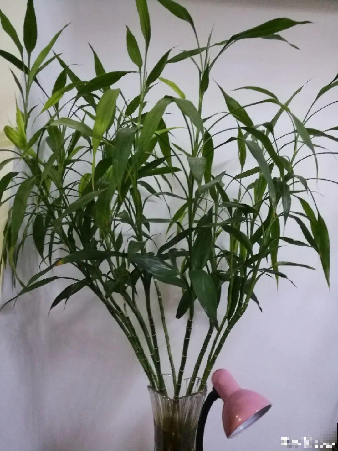 8种难养的花，脱土脱盆泡水里，越浇水长得越旺！