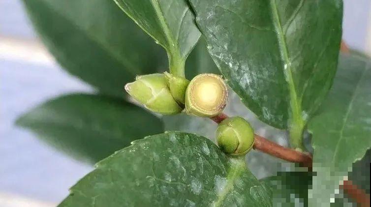 长寿花开完第一茬，赶紧剪掉，20天后又能开花