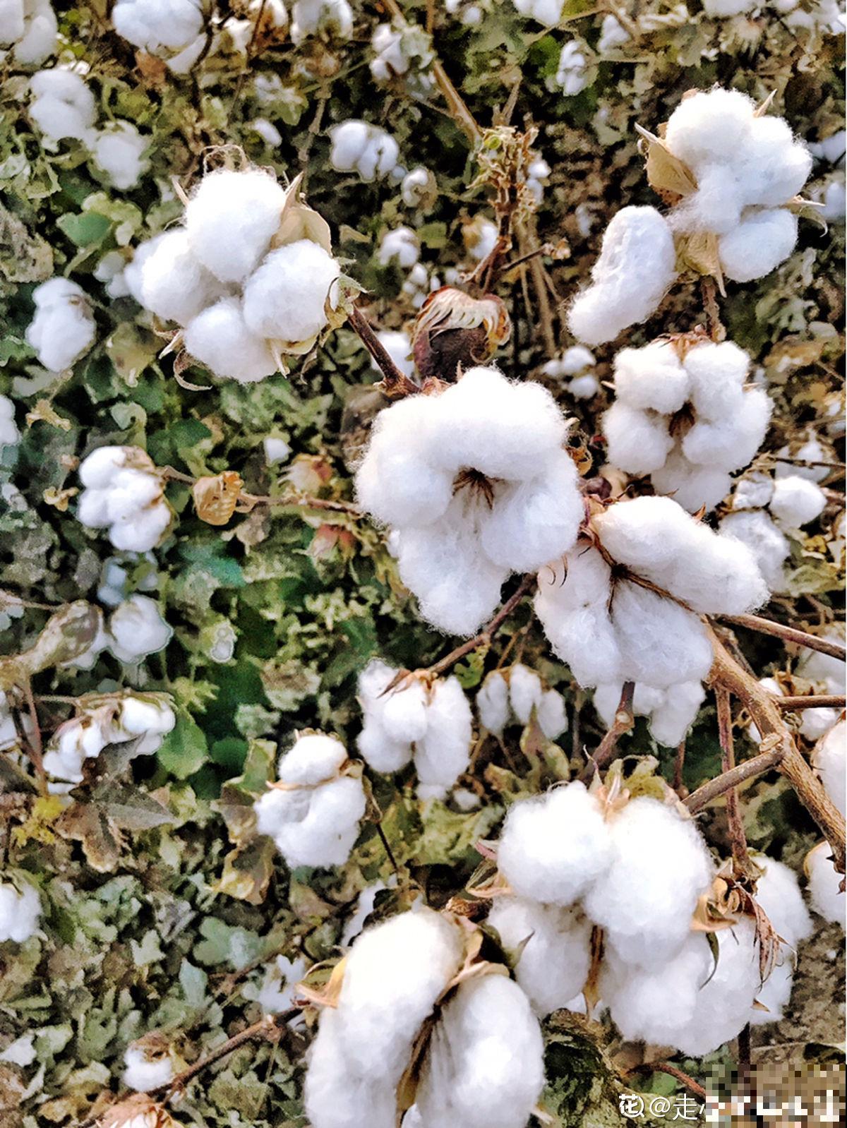棉花那毛茸茸一团，其实不是花，原来叫种子纤维
