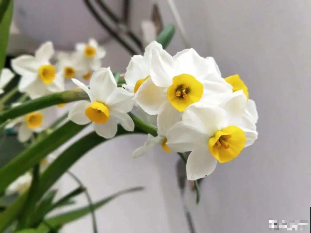 冬天的5种花特香，越冷越开花，像是喷了香水