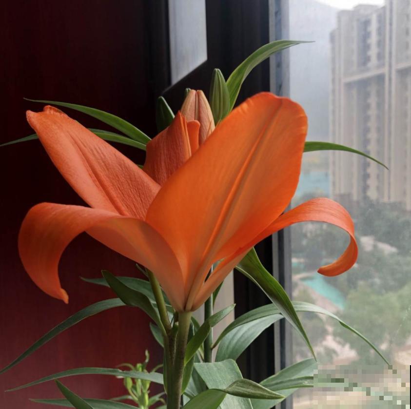 你以为养花很安全?惨案不时发生,下手的都是自己人! 你以为养花很安全?惨案不时发生,下手的都是自己人!