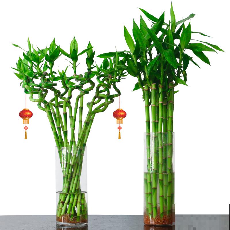 耐阴花也分“等级”，要根据植物自身特点养护，不然容易黄叶烂根