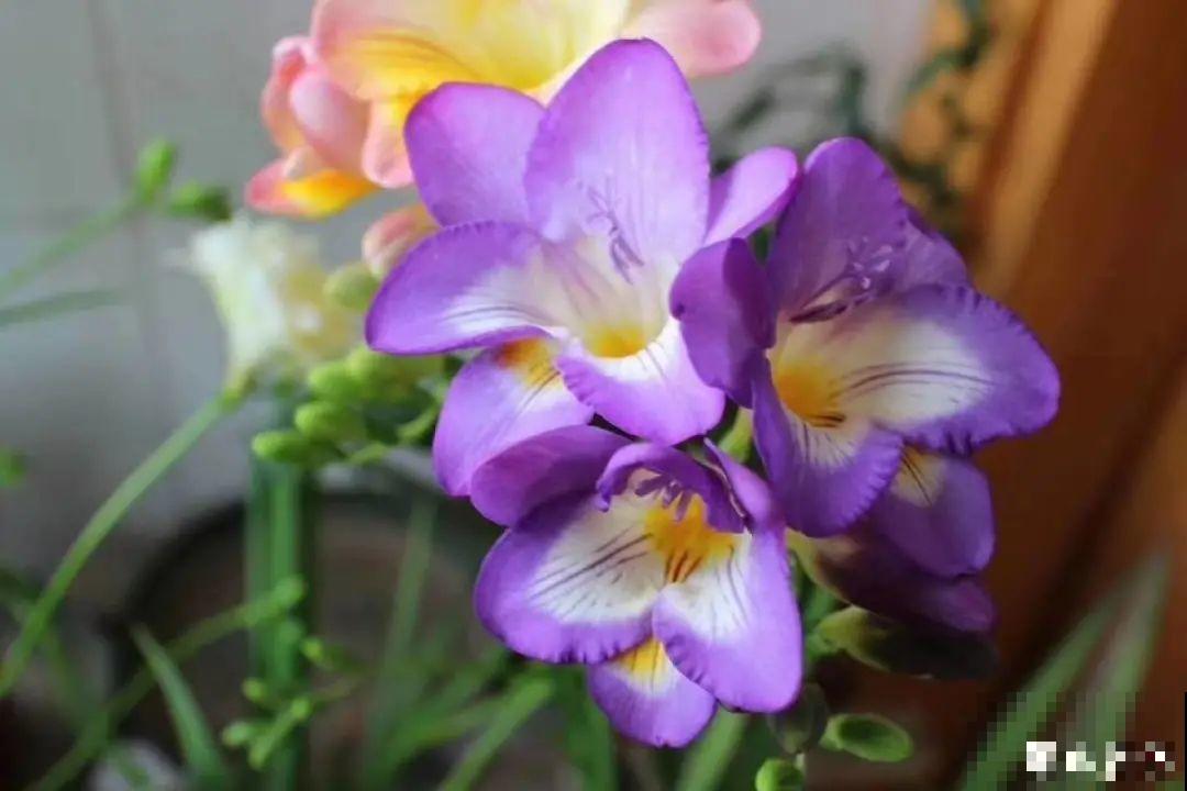 冬天的香水花，养1盆满屋子飘香，千万不要放卧室