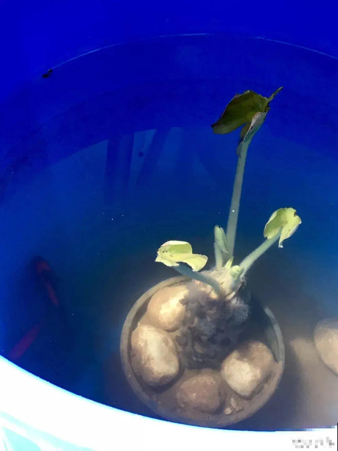 家里养盆“花中睡美人”，一天灌一瓢水，开花多得大缸放不下！