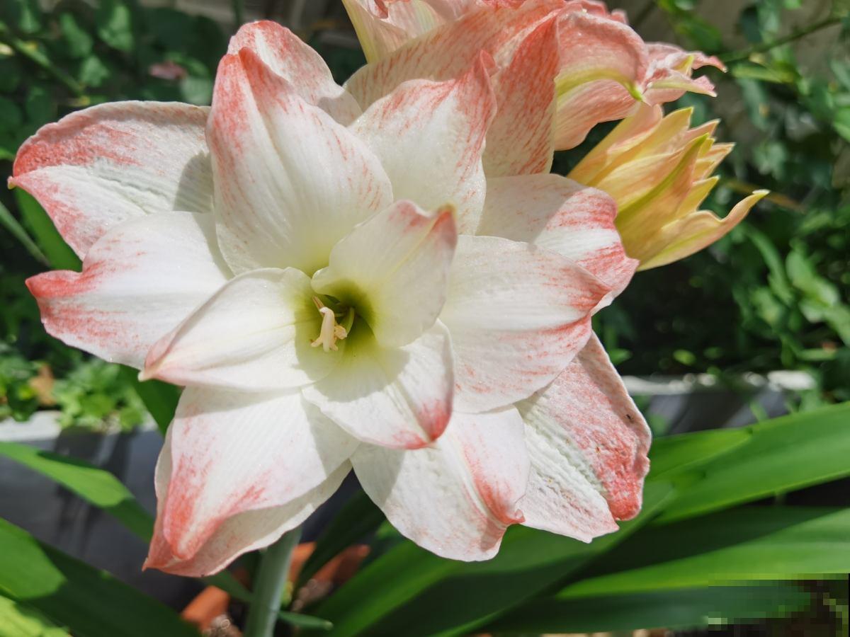 一个“洋葱球”埋土里，呼呼开出美艳花，一朵比脸还大