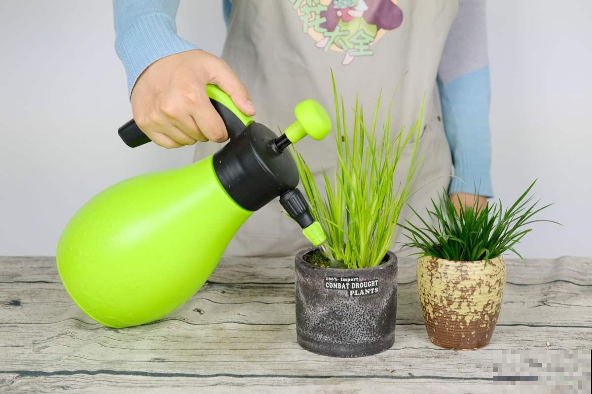 新手一定要看！植物浇水法则，学会家里的植物才能越长越旺！