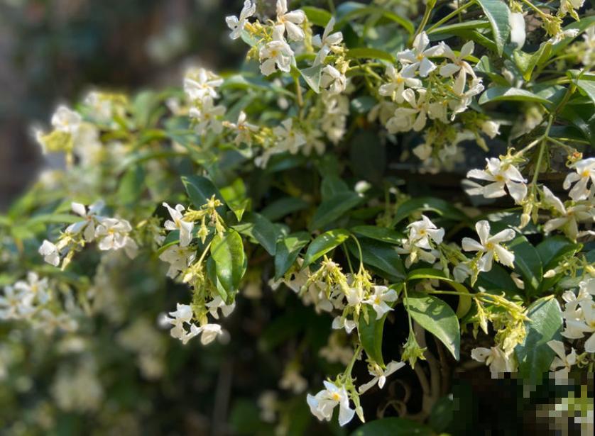 你以为养花很安全?惨案不时发生,下手的都是自己人! 你以为养花很安全?惨案不时发生,下手的都是自己人!