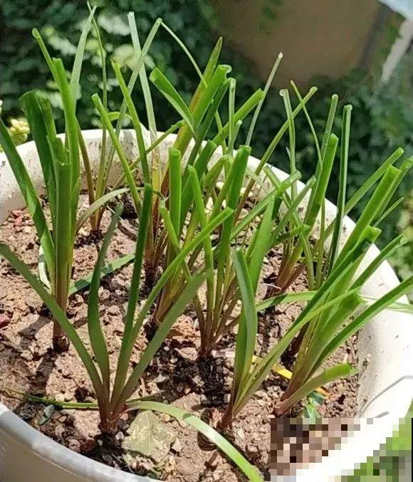 花长得像蔬菜，那也不能吃，有毒的！