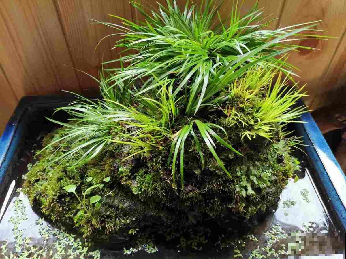 阴暗潮湿角落养4种花，耐阴耐潮湿，开花超美