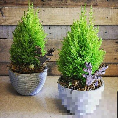 高颜值的香松，家里养上一盆，助眠效果超级好！