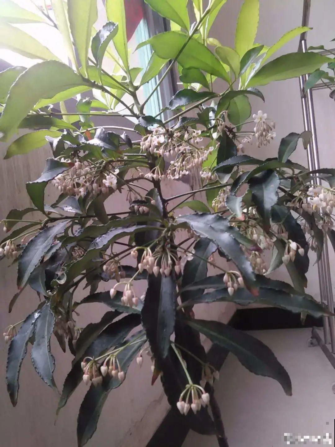 红红火火的过年花,开花特热闹,过年必备! 红红火火的过年花,开花特热闹,过年必备!