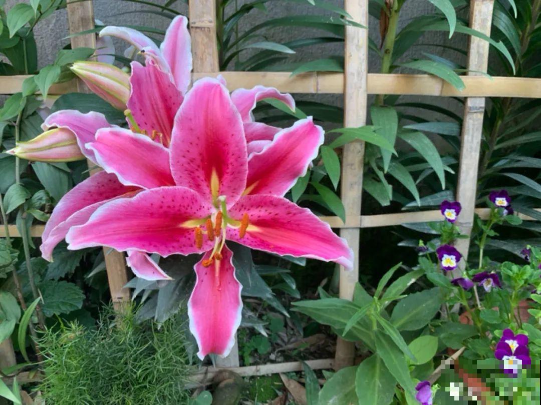 零下20℃，冻不死的花，不用搬进屋！