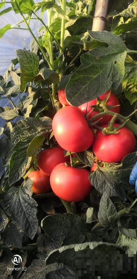 常见蔬菜的挑选方法,多记住一条,菜市场的好菜都是你的! 常见蔬菜的挑选方法,多记住一条,菜市场的好菜都是你的!