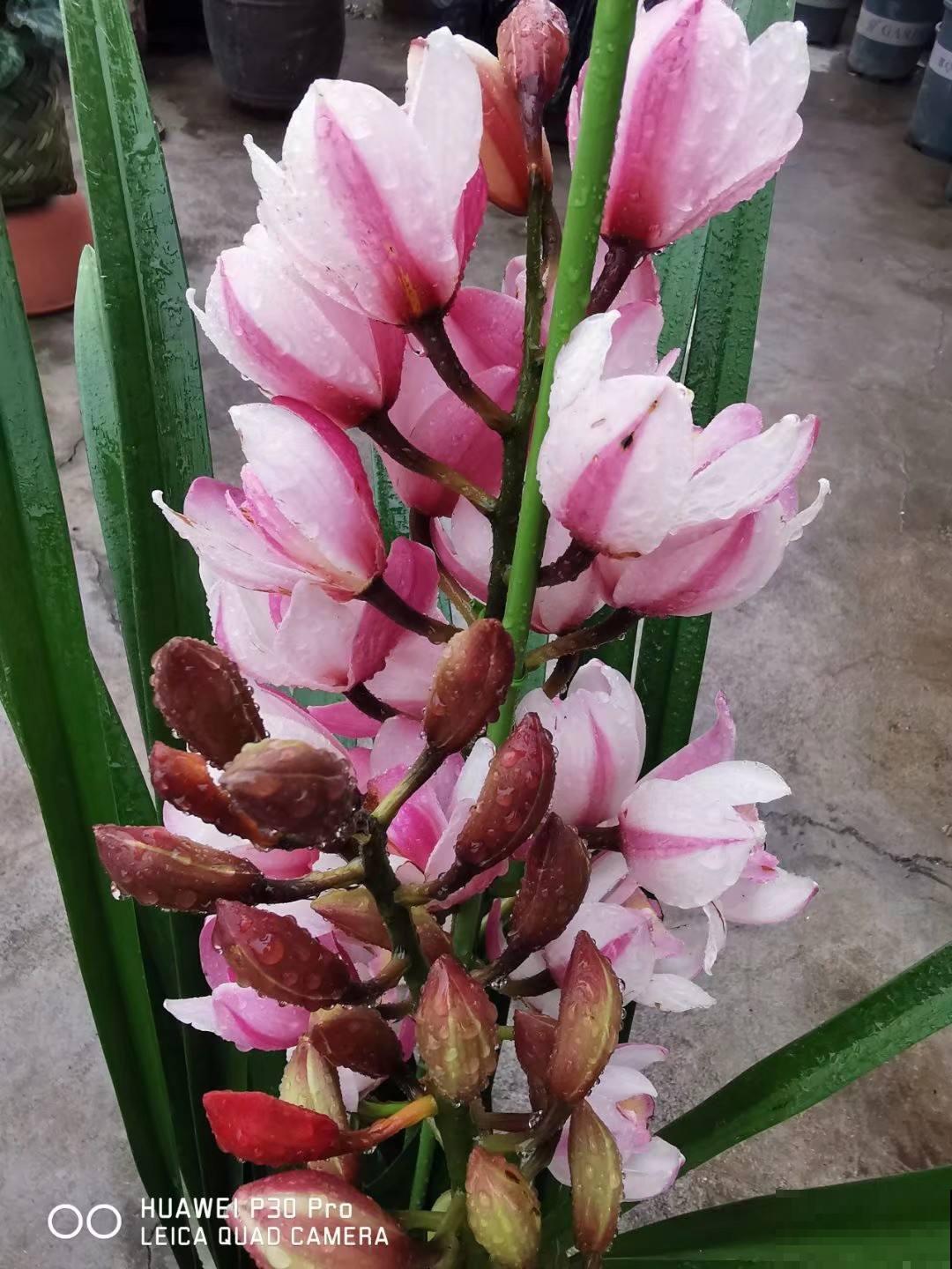 今年买年宵花，本命年可以养4种花，红红火火旺运一整年