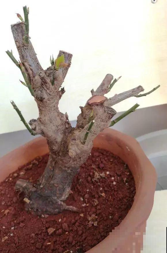 3月是给花剃头的好时机,现在狠心剪,下月就开花 3月是给花剃头的好时机,现在狠心剪,下月就开花