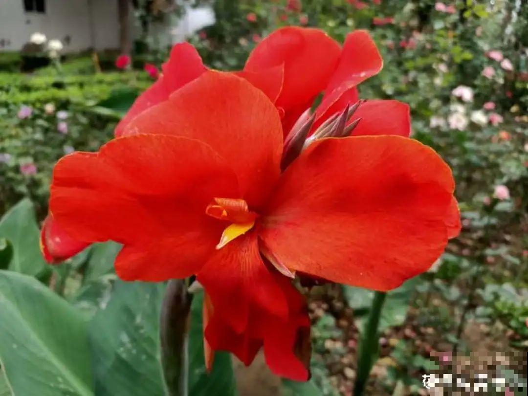 12个月的花历，常见植物花期都在这，看完再也不错过花期