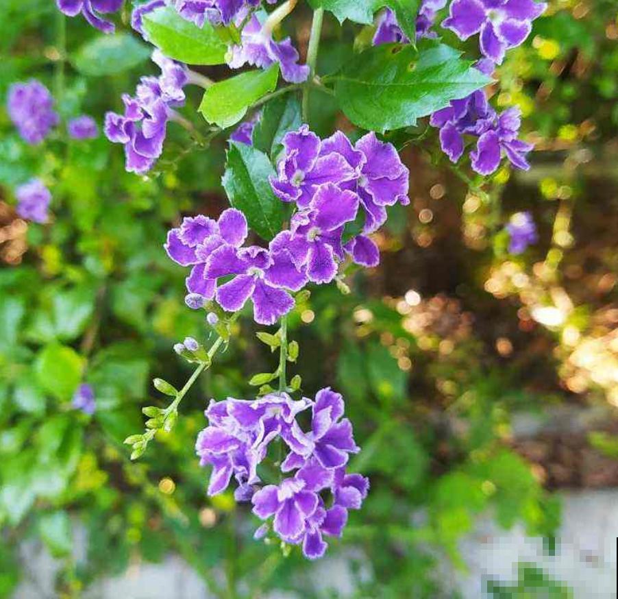 花中“甜心”蕾丝金露，巧克力奶油味，一闻就上瘾！