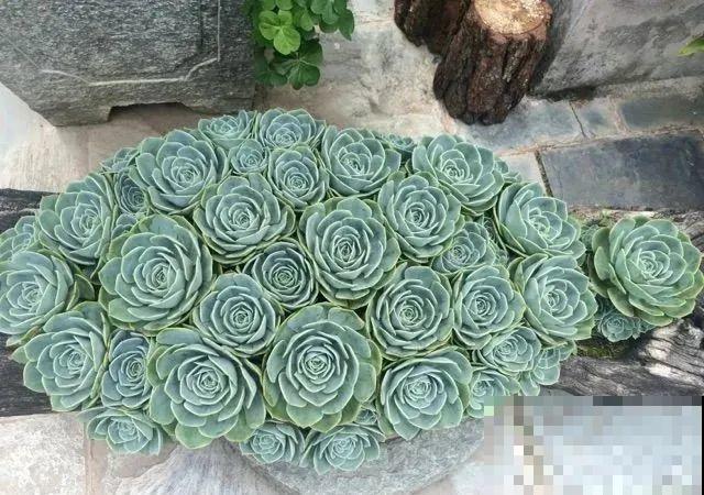 山上的尼姑庵,只养花不烧香,看完想出家 山上的尼姑庵,只养花不烧香,看完想出家