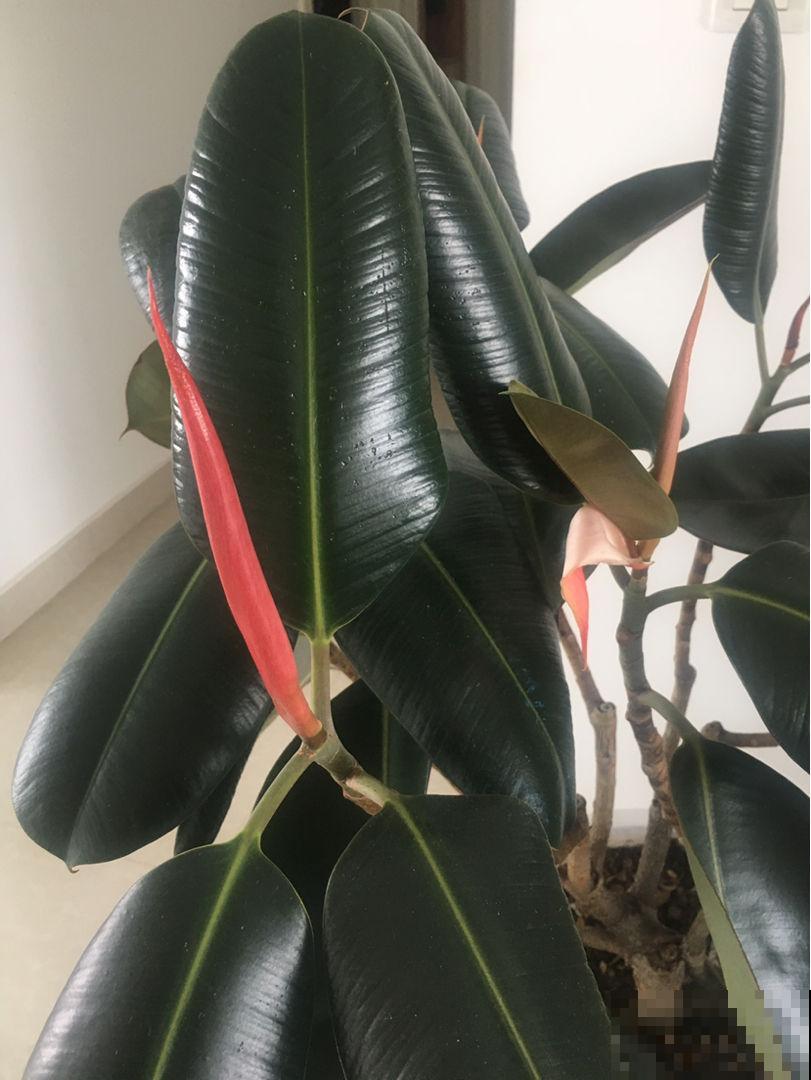 在家里养盆大型花卉,四季常绿生机勃勃,把春天锁在家里! 在家里养盆大型花卉,四季常绿生机勃勃,把春天锁在家里!