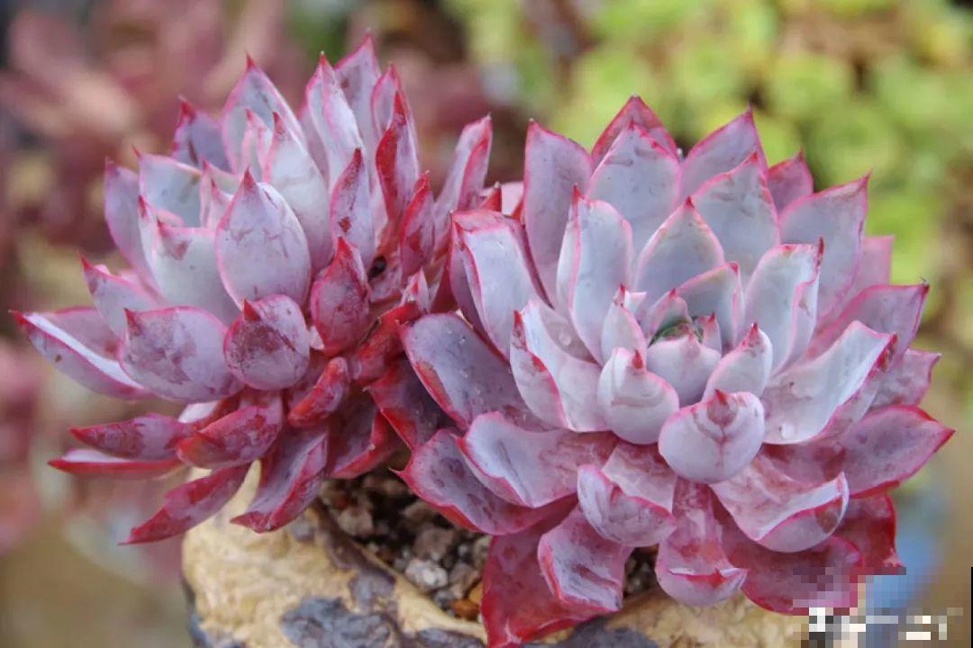 多肉要是养好了，精致得像艺术品，光看就很满足了